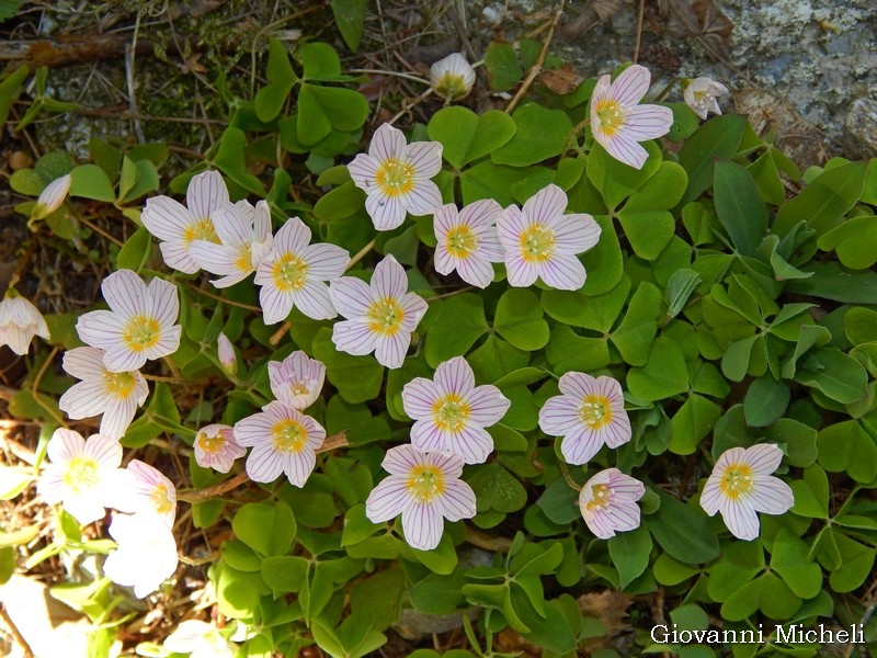 Oxalis acetosella / Acetosella dei boschi